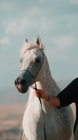 خيل للبيع من سلاله عريقه جدا #عبارات #سوريا_تركيا_العراق_السعودية_الكويت #خواطر #خيل_وخياله🐎 #اكسبلور #يارب #رمضان_يجمعنا 