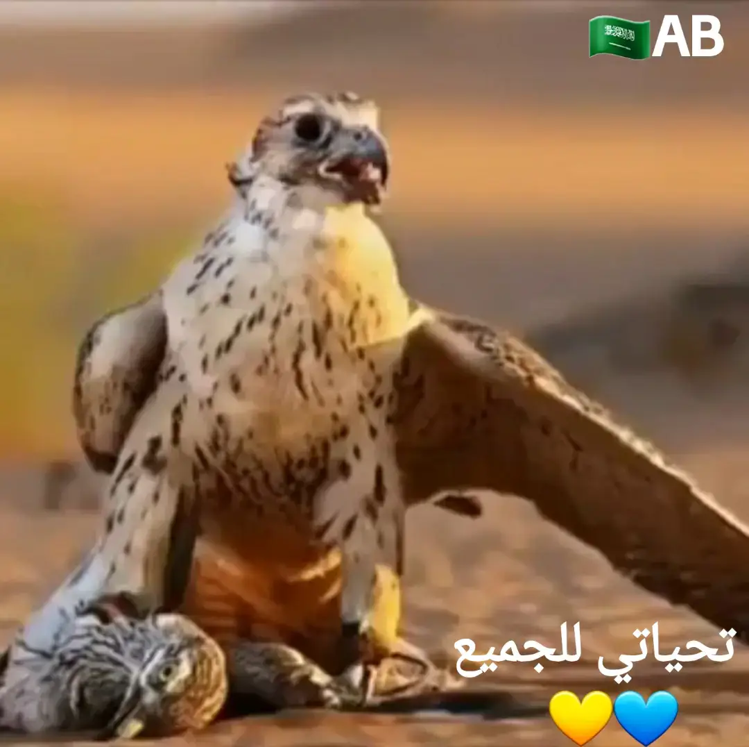 #اكسبلورexplore 