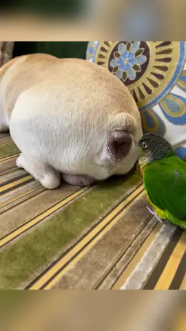 Interesting parrots 🦜 #🥰🥰🥰 #animals #parrot #funnyvideos #parrotsoftiktok 