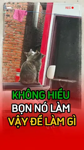 chả thú vị gì sất 😹😹😹😾#haihuoc #giaitri #vitaming 