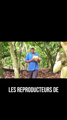 Ensemble, construisons un avenir durable pour le cacao. #JusticePourLesProducteurs #CacaoCI #CoteDIvoire #FilièreCacao #StopÀLimpunité #conseilcafecacao #Ccc #Cacao #Sanpedro #Guiglo #Abidjan #Planteur #TikTokCI 