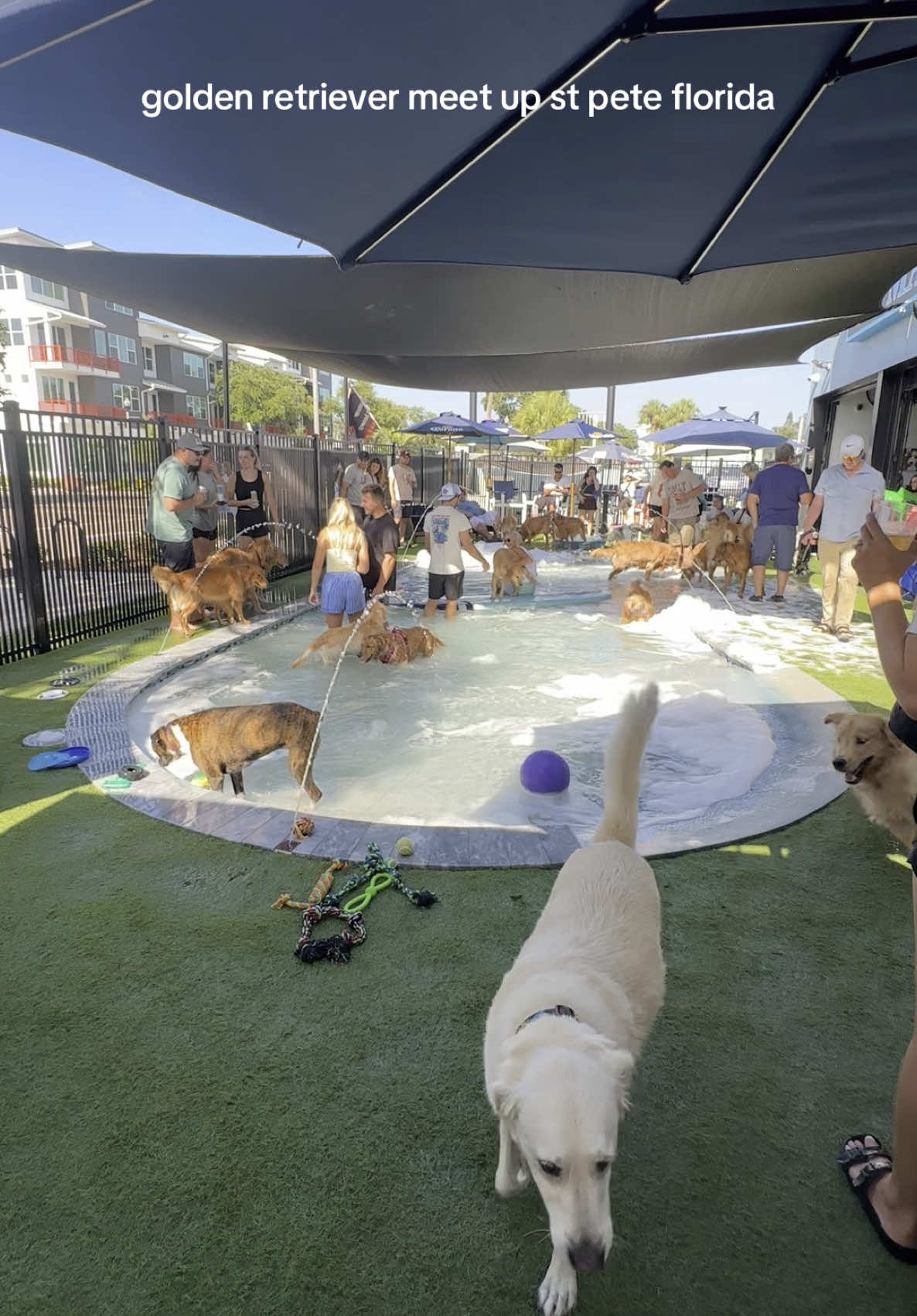 golden retriever meetup at @Mutts & Martinis ☀️ #reefthegolden #goldenretrieverpuppy #goldenretriever #goldenmeetup #goldenmeetupfl #goldensofflorida #floridagoldens 