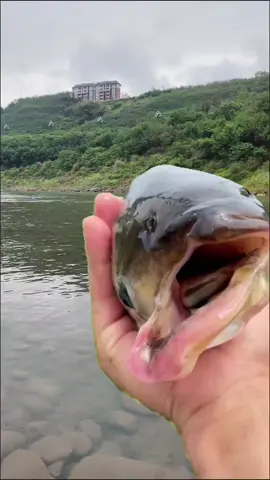 nồm ná nay néo ná nồi #fishing #cauca #truccaudai #cautramden #caucatramco #moicaurophi 