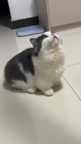 #fyp #cat #catsoftiktok #cutecat 