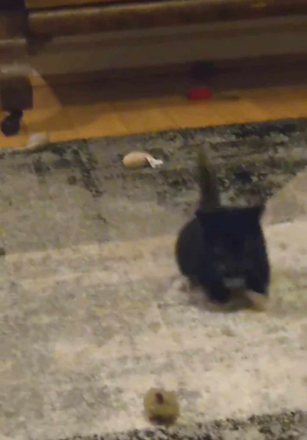 So fast and so dangerous #fyp #catsoftiktok #kittensoftiktok 