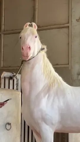 sound of horse voice#whitehorselover #viralbabyhorsevedio #beautifulhorseshook #sonashookjuttda #shookNawabi #horseshooknawabanda 