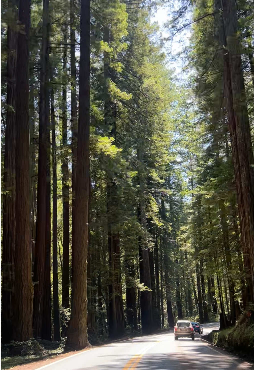 Drive through Mendocino Forest, Ca. 🌲 #woods #mendocino #drive #roadtrip #vibes #nature #peace #scenic #fyp #california #forest 