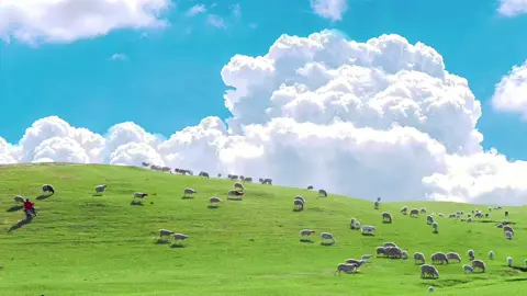 不想上班 想和好朋友一起去大草原放羊#治愈系风景 #风景 