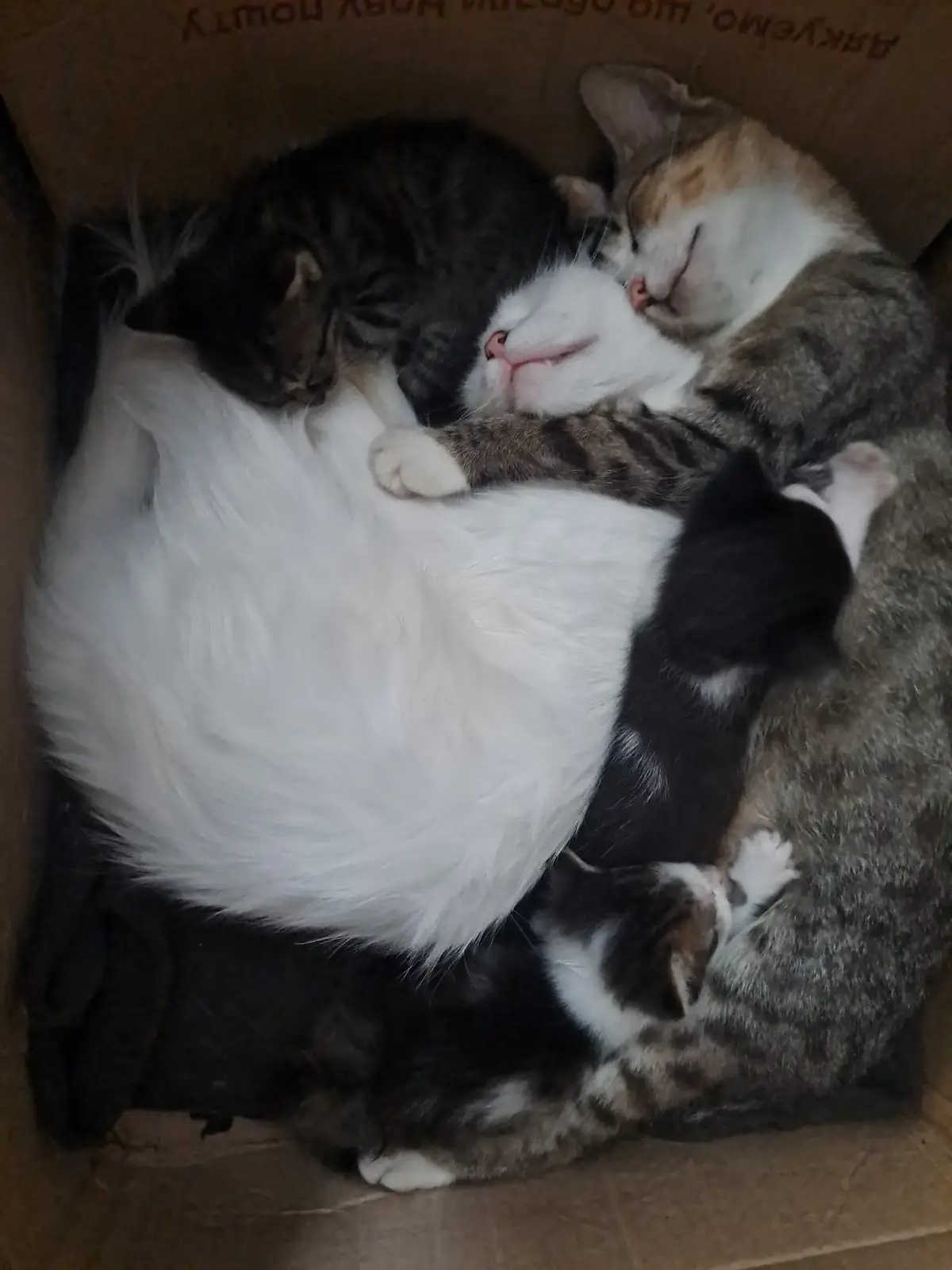 I'll show all the cats later, but this photo is so cute that I want to show it separately. This is Musya and Nyura sleeping in a box with Nyura's kittens.