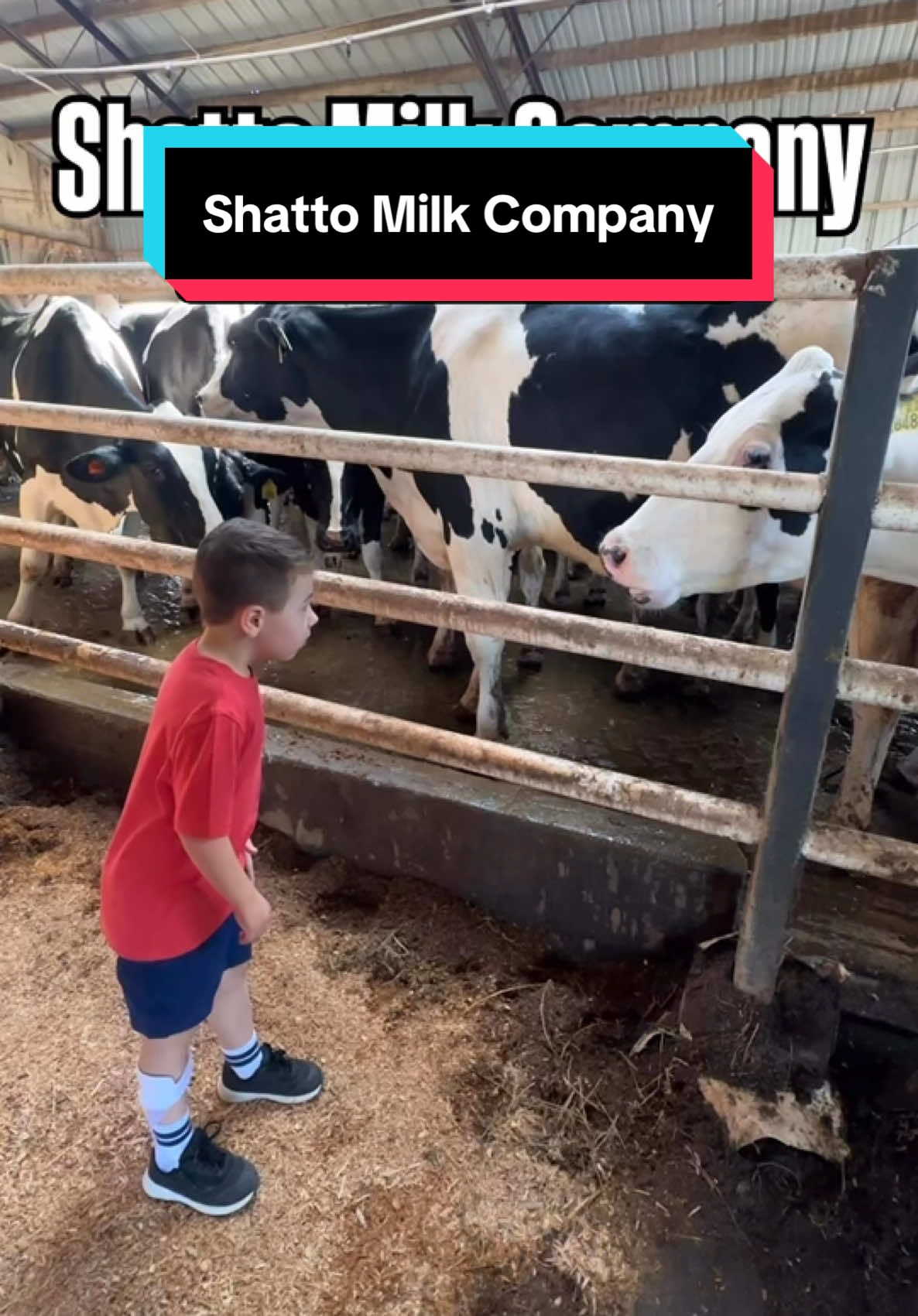 Shatto Milk Company! One of our favorite trips was just 60 minutes north to Osborn, Missouri to visit @shattomilk here are my highlights below!  🐮 Visit the farm store that has lots of food and dairy items from the Shatto farm.  🐮Buy a $10.25 ticket for the tour and visit three stations, milk sampling, cows, and production. Appt. Only Tuesday – Saturday 10:30 am 📍Shatto Milk Company 9406 N Hwy 33 Osborn, MO What’s your favorite flavor? I’m currently using their banana milk in my coffee 🍌 #shatto #dairyfarm #shattomilk #dairy #farmlife #farmtok #cowboy #cow #milk #milktok #dairyfarmer #dairyfarming 