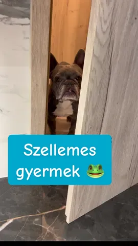 Állatbarátok 🐸😂 #frenchie #miami #oscarsathome #gyurakek♾️ #bubiworld #dogsoftiktok #doglovers #dogmom #funnyvideos😂 #PetsOfTikTok #mylife #luvlymomentz #dogs #funnymemes #bestfriend 