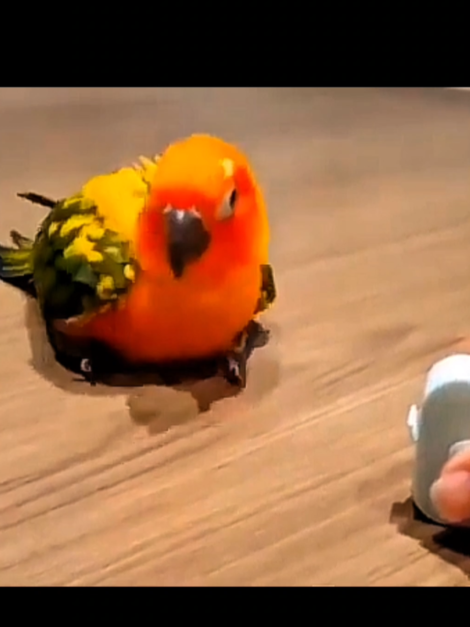 No tiene patas pero se para #huayno #pajaro #huayno_peruano #fypシ゚  #huaynosperuanos🇵🇪 #paratiiiiiiiiiiiiiiii #xybca #xyzcba 