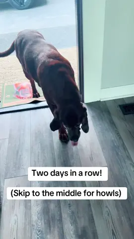 PS: Dozer is already back and enjoying the AC in this hot PNW weather #notmydog #dozerday #dozer #magestictreehound #nelson #dozerhowl 
