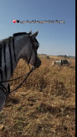 اللهم صلي على سيدنا محمد ❤️ #خيل_وخياله🐎 #خيول_عربية_اصيلة #arabichorse #فلسطين🇵🇸 #البيرة🇵🇸 #ماري🖤 