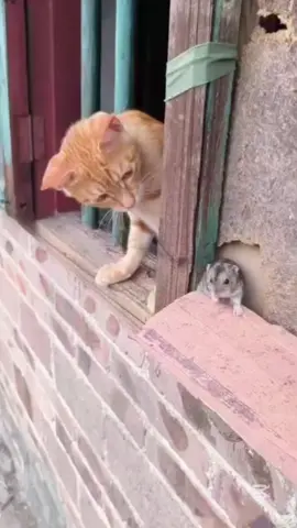 #catfunny #catsoftiktok #catlover #kittycat #funny #mouse #cattok #pets #pet #unitedstates #usa #cattiktok #veryfunny #😂😂😂 #kittensoftiktok #explore 