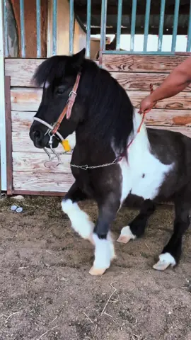 King 👑  - Instagram: partywithkingsminiponys - - #miniponyrodeo #minipony #rodeo #dancinghorses #VicenteFernandez #partyevents #music #foryoupage #animals #farmlife #vivamexico 