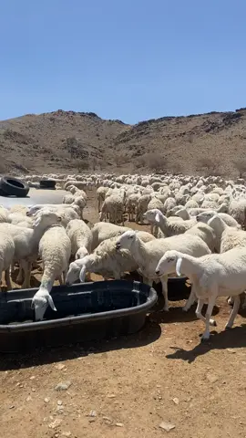 ###غنم_صنف 