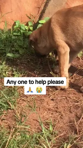 #petslover #dogs #pets #please #kindly #donate #anything #towards #dogs #food #please #petslover #souls #pets #usa #germany #PetsOfTikTok #petstory #please #like #comment #repost #dogs #souls #pets #petslover #loveyou #along #the#usa #germany #the#world @Cléu Catharino🐕❤ 