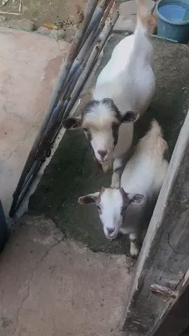 I don start to dey train my own goat o 👌🏽🙃😂#gehgehchallenge😂😂 #adviceforguys #fypp#goviraltiktok 