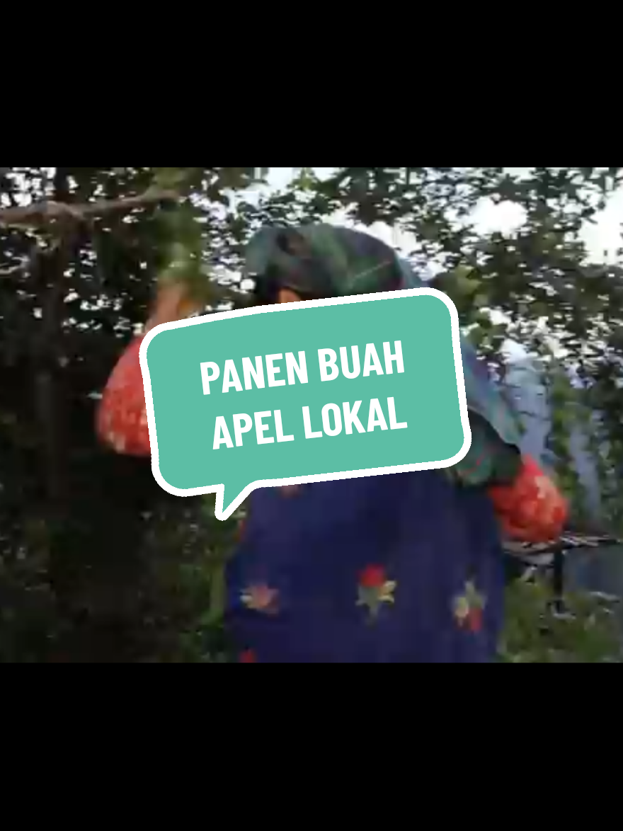 Ternyata  Buah ini Tumbuh subur di desa Nepal #hidupdidesa #nepal #tradisional #panenbuah #villagelife #panenbuahapel 
