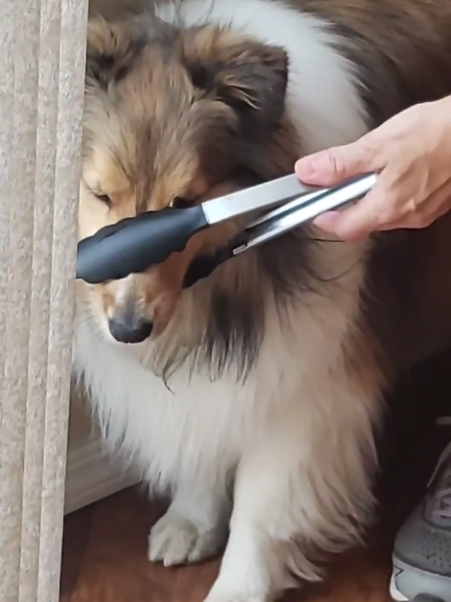 I found this video from 5 years ago😭😭 i remember coming home from college and seeing this, honestly love the innovation here  #dog #funny #bark #tongs #sheltie 