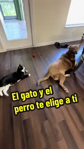se supone que dicen que tu gato te elige a ti A diferencia de los perros, que suelen mostrar una lealtad casi inmediata, los gatos tienen fama de ser independientes, selectivos y, a veces, hasta misteriosos. Pero quienes han convivido con uno saben que, cuando un gato te elige, no hay vínculo más especial ni más auténtico.#migato #amorgatuno #perroygato #perro #gato #mascota #perros #cats 