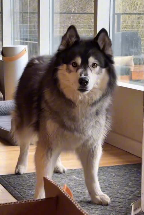 Funny Husky🐶😂#dog #dogsoftiktok #funny #funnyvideos #husky 
