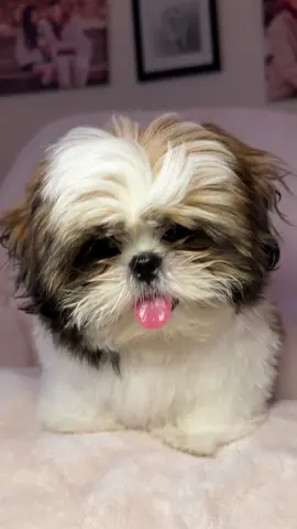 Happy Sunday 😍 #cutedog #shihtzu #shihtzupuppy #chestershihtzzu #adorabledog #petlover #boydog #fyp 