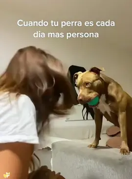 Dog:Did I learn it well?😎#usaus #dog #funny #tiktok #dogsoftiktok #funnyvideos #funnyanimals #funnypets #funnydog #foryou 