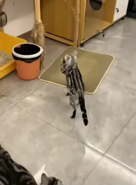 When there is no danger,father cat is the biggest danger!#funnyvideos #fyp #funnycat #cutecat #kitten #catsoftiktok #funnyanimals #pet 