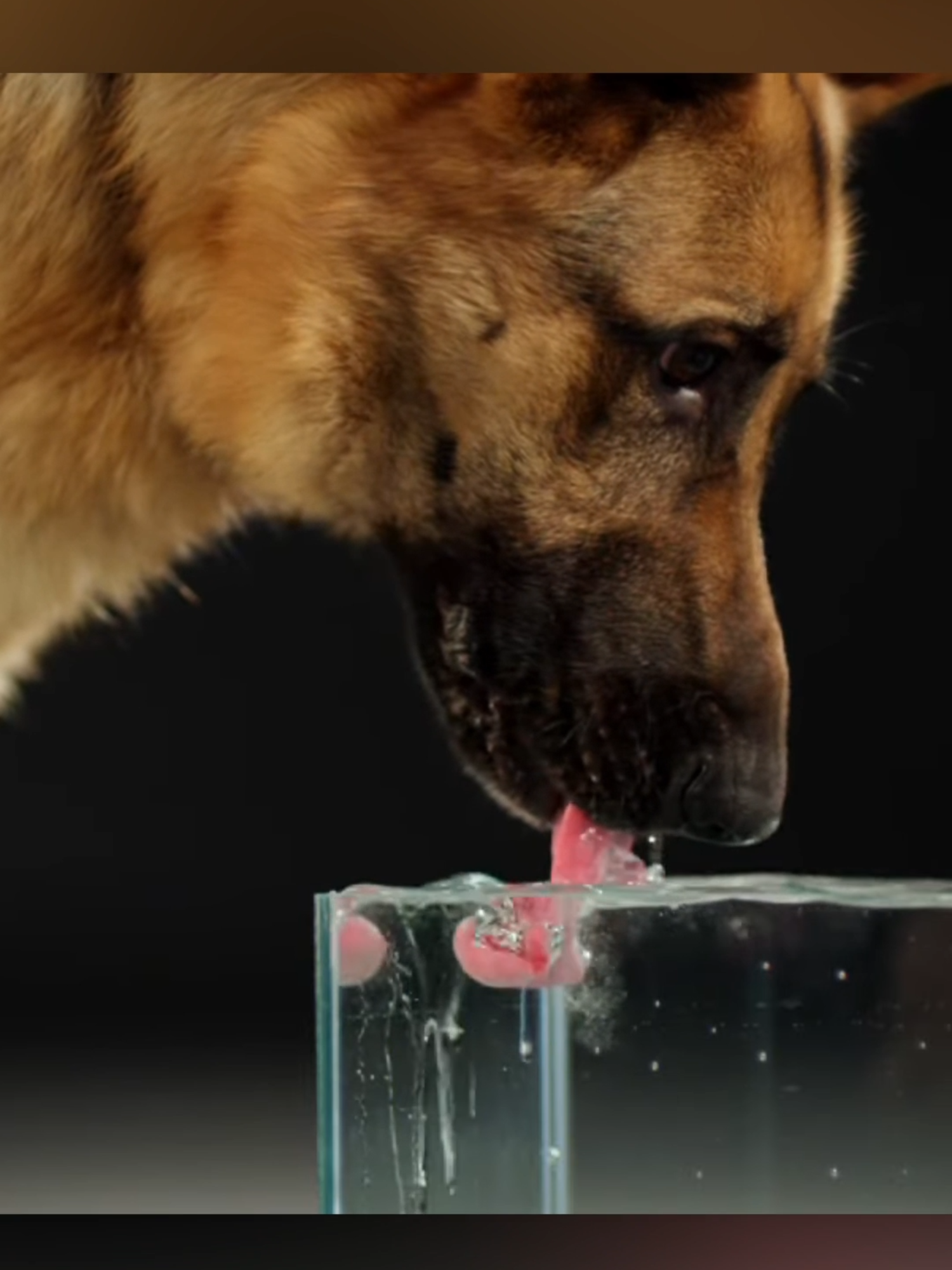 This Is How Dogs Really Drink Water! #Dogs #DogFacts #AnimalLovers #DidYouKnow #ViralVideo #PetTok #TikTokViral #ForYou #TrendingNow #CuteAnimals