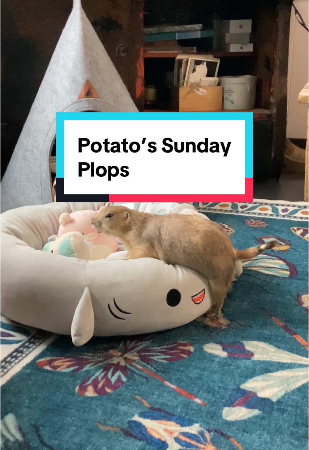 Potato spent all Sunday practicing his plop.  #prairiedog #potatoplop #🥔 