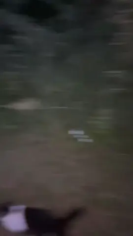 Walk back from Swamp Shack: the docuseries.                                                .                                                                   . #woods #swamp #adventures #ethelcain #help #fyp