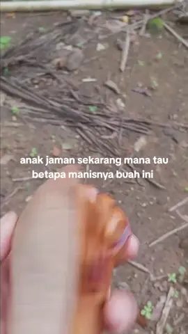 buah apa hayo#old#fyp#buah#mahoni#vibes#jamandulu#jadul#semuaorang 