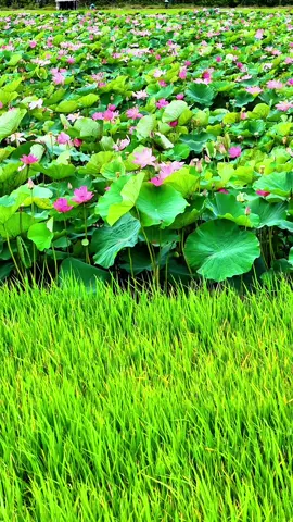 Cánh đồng sen An Giang......#onggiao #nhac #angiang #angiang67 #canhdep #xuhuong #thinhhanh 