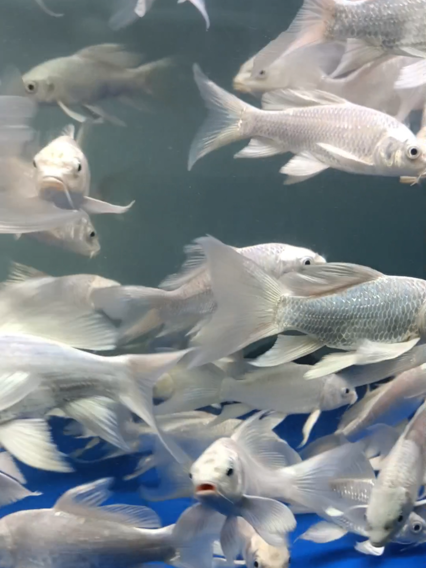 Bukit Merah Arowana aquaculture  0141639-0898