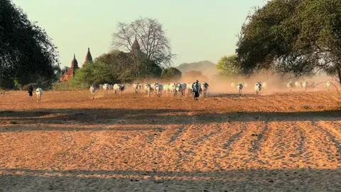ကျတော်တို့ အညာ  #Bagan #foryoupage #ပုဂံ #fyp #baganmyanmar 