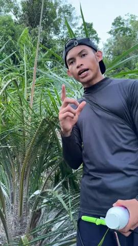 cara mengatasi tanaman kelapa sawit yang busuk pucuk simpel mudah dan praktis banget kalau menggunakan aussie ini #petanisawit #sawit #sawitkalimantan 