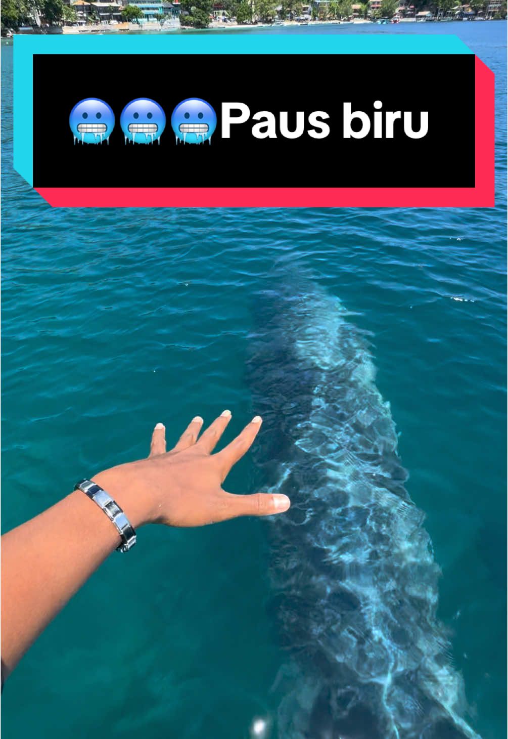 Alhamdulillah bisa melihat paus biru mamalia terbesar di dunia langsung didepan mata. #pausbiru #pausorca #sabang #aceh #fyp