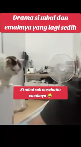 #cat #cats #catsoftiktok 