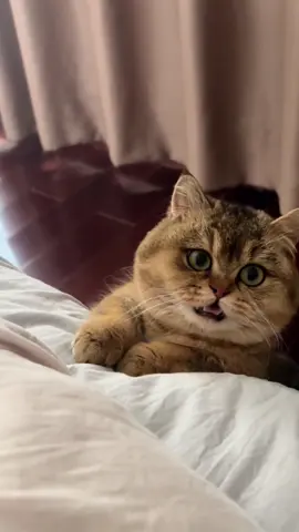 #cat #cute #funnyvideos #funny #fyp #catsoftiktok 