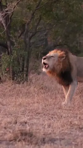 Ndhzenga king letting everyone know who's king 👑  credits  claytonherb_safari #foryoupage #foryou #foru #fyp #sabisands #legend #wildlife #king #lions #viral #justiceforlorkulup #justiceforolobor 