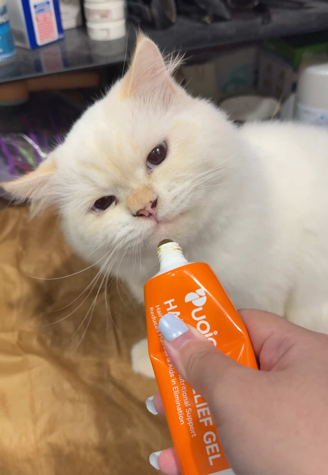 hairball problem with your furbabies? Puainta Hairball Solution Gel to help na mailabas ng furbabies natin ng maayos ang hairball nila para iwas digestive issue para manatili silang happy and playful #puainta #puaintaph #puaintahairballsolution #catsoftiktok #cathairball 