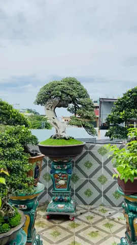 Hải Sơn Tùng trên sân thượng nhà chú Quang Sinh#bonsai 