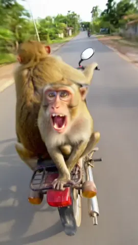Racing Monkey 🏍🏍🏍