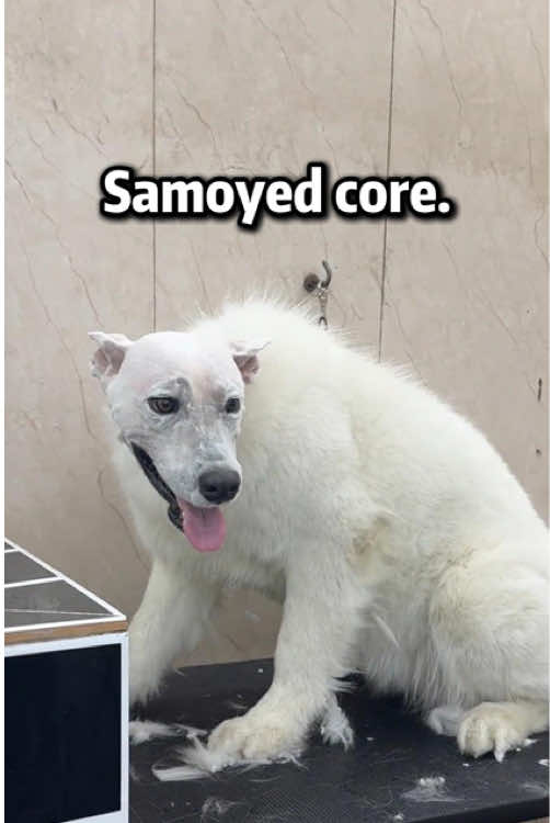 Samoyed#happydog #dog #funnyvideos #funnydogs #cutedog #dogsoftiktok #doglife #dogs 