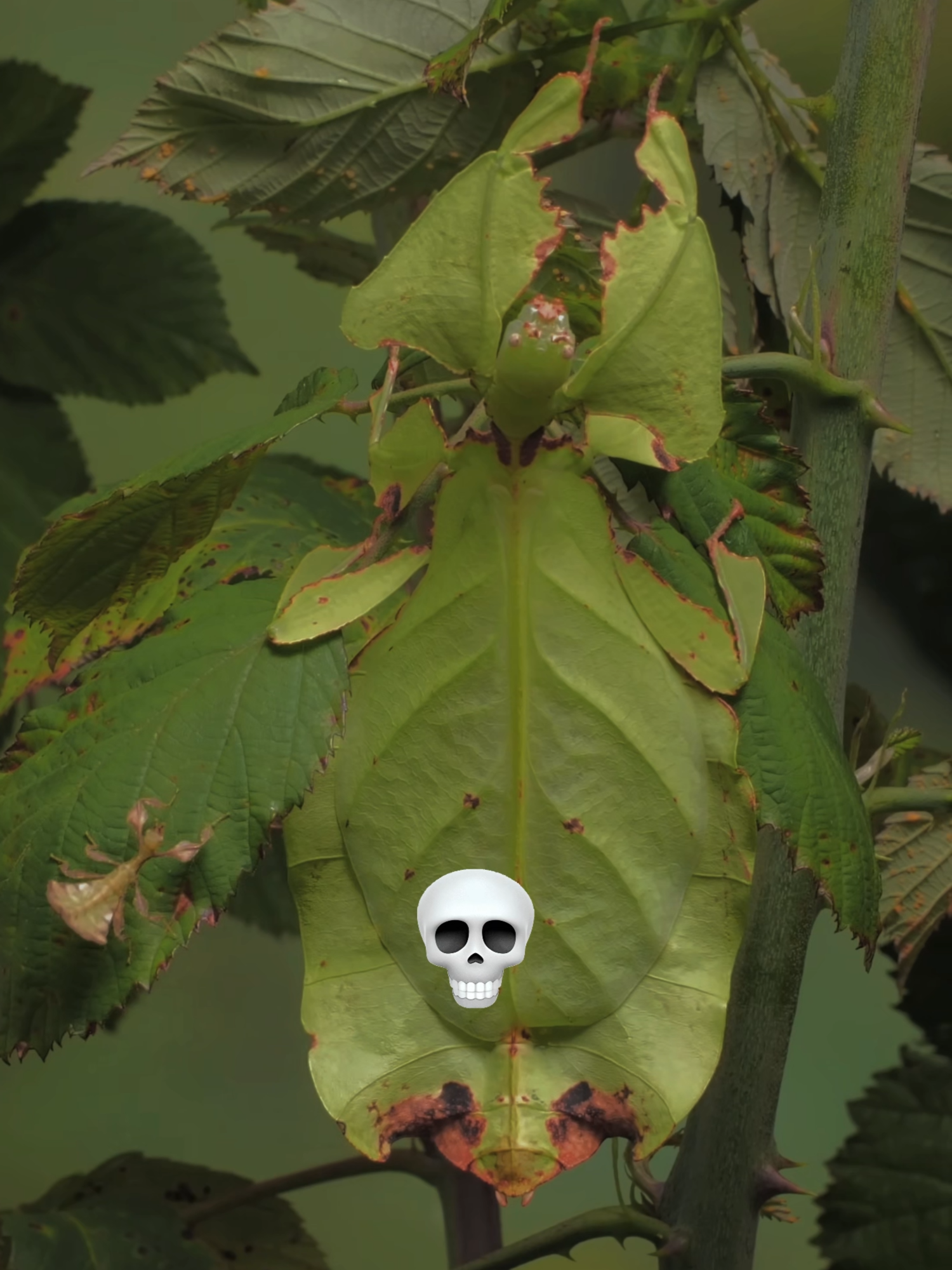 Mind-Bending Camouflages 💀