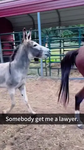 Funny donkey🤣🤣#funny #fyp #foryou #funnyvideos #animals #funnyanimals #donkey 