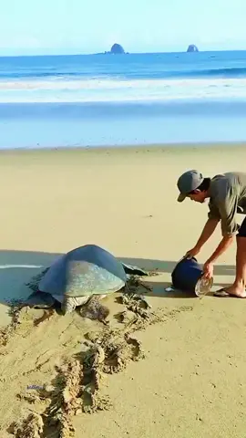 tortoise and his babies on land #amzingfacts #gyankabhandar2 #foolowers78k 