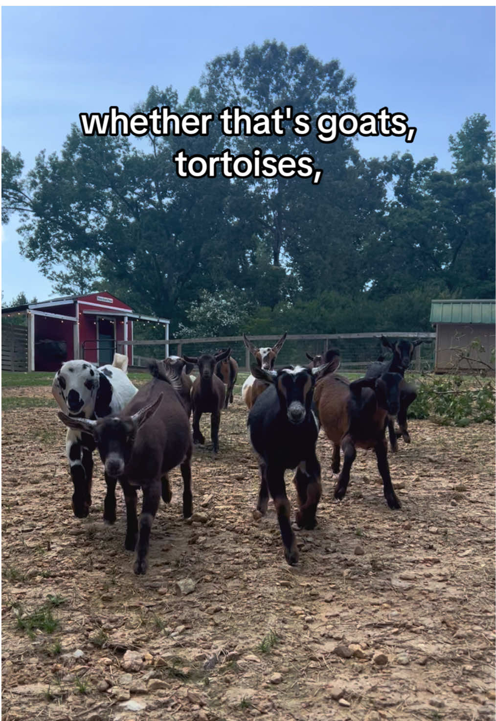 Dream summer trip for animal lovers #fyp #babygoats #airbnb #farmstay 
